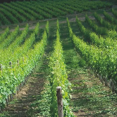 Fattoria Castello Di Starda *